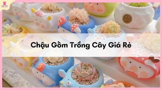 chậu gốm trồng cây giá rẻ